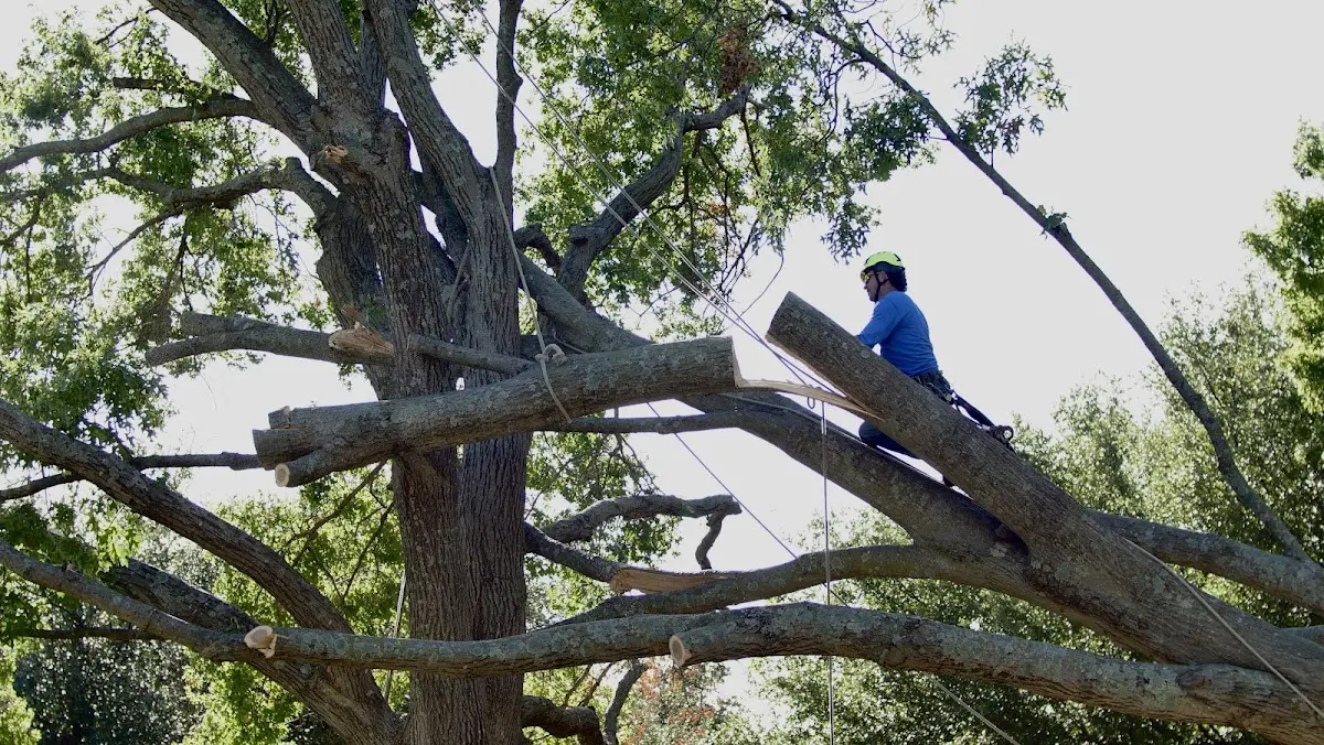 Professional Hazardous Tree Removal performed by certified arborists in Lancaster